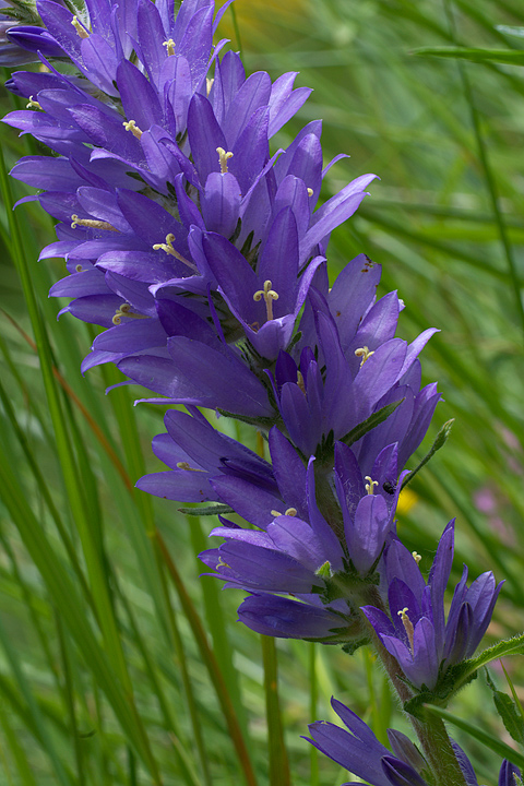Campanula spicata / Campanula spigata